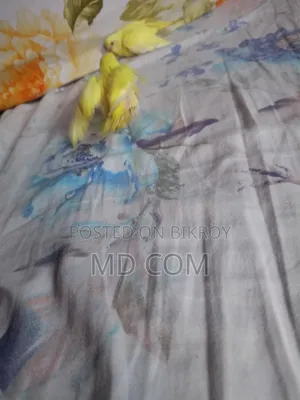 Lutino Red Eye Budgie Baby
