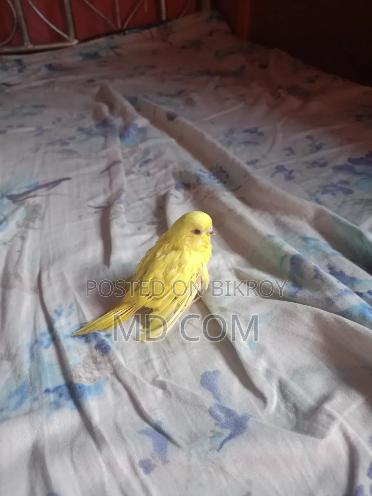 Lutino Red Eye Budgie Baby
