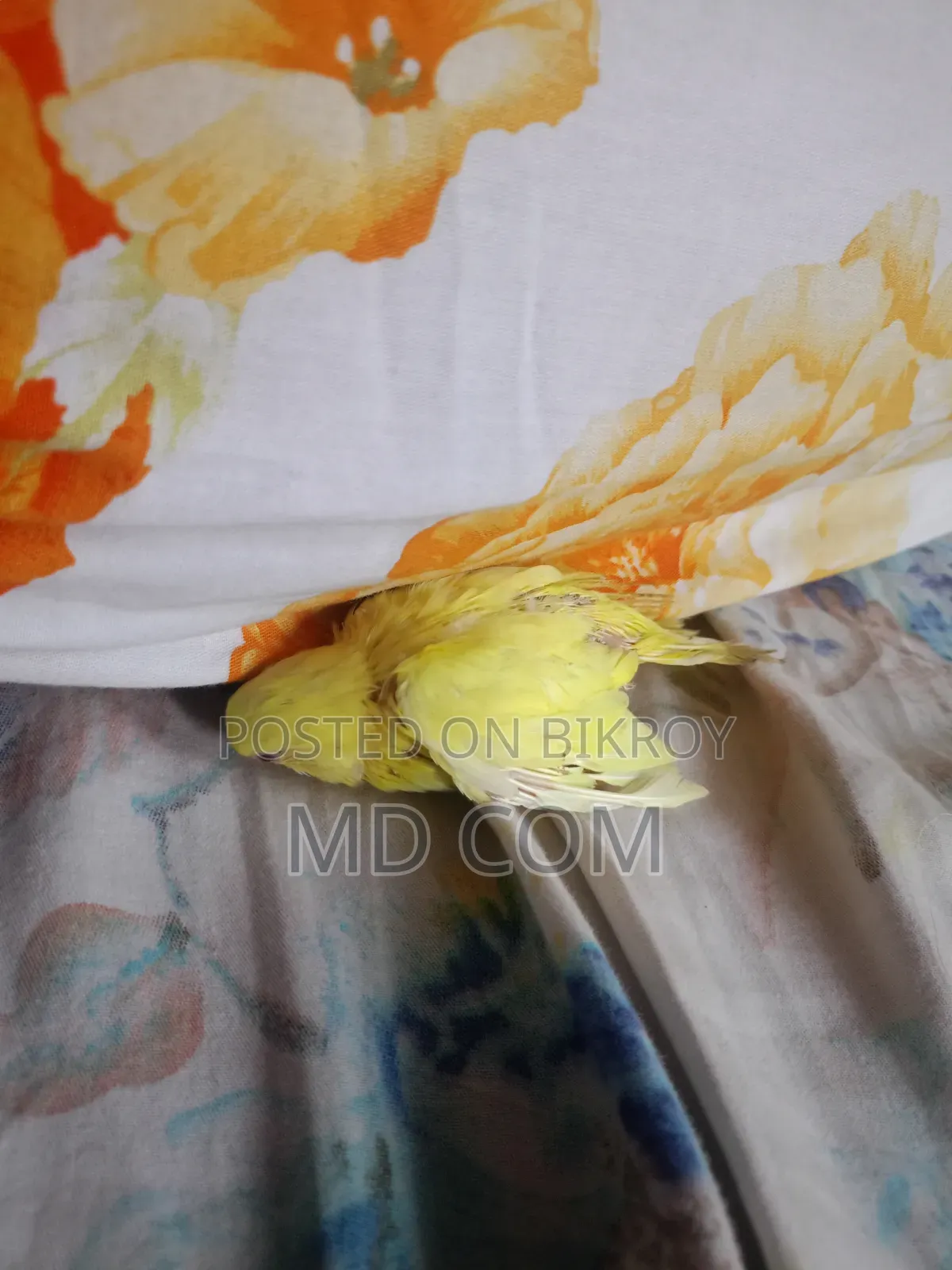 Lutino Red Eye Budgie Baby