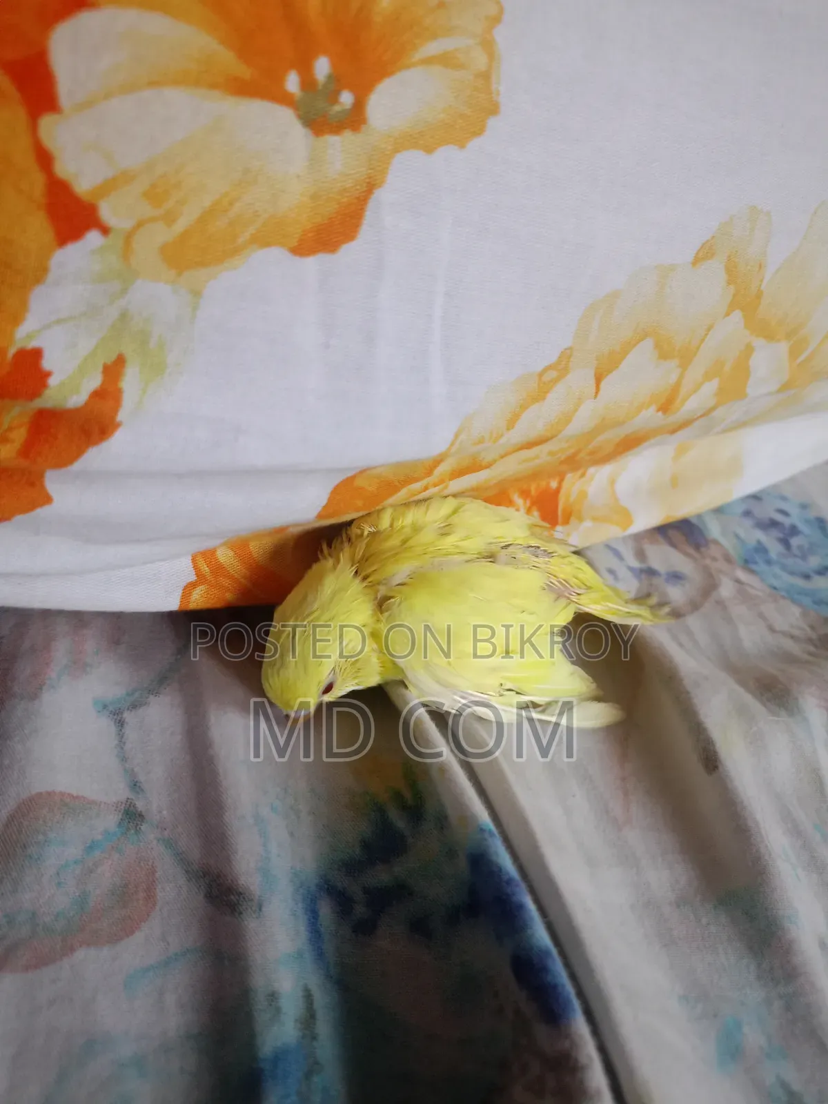 Lutino Red Eye Budgie Baby