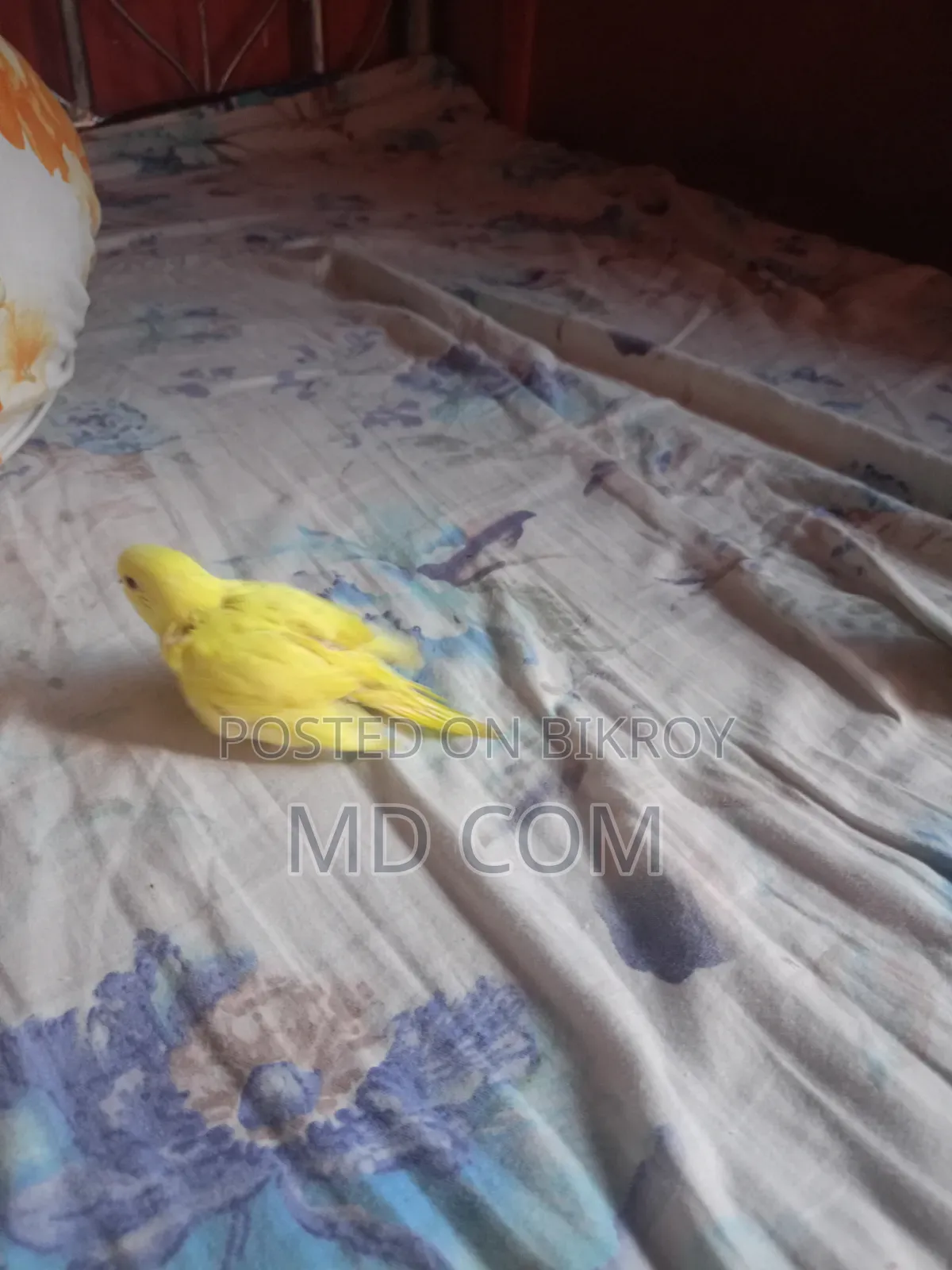 Lutino Red Eye Budgie Baby