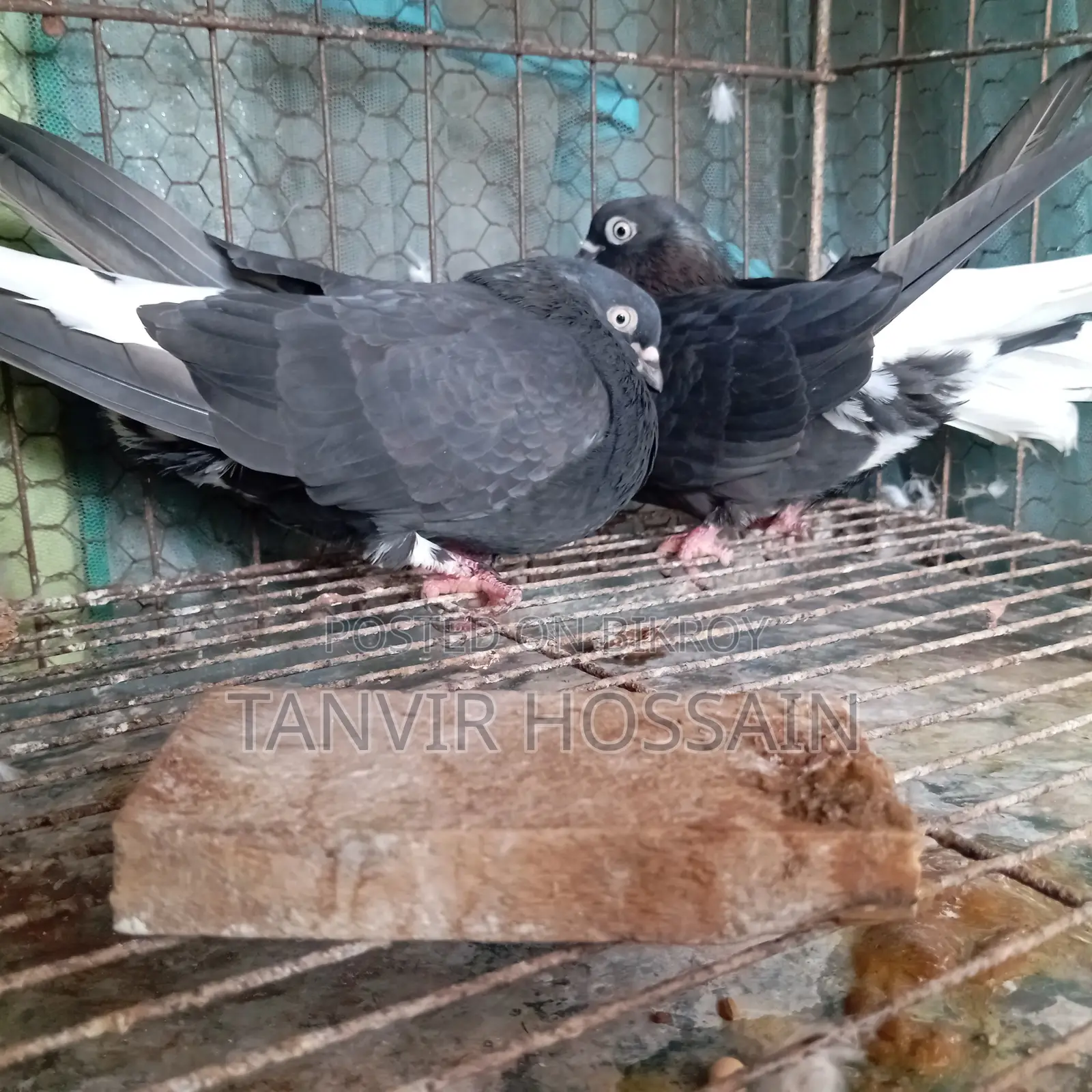 Musaldom Master Pair