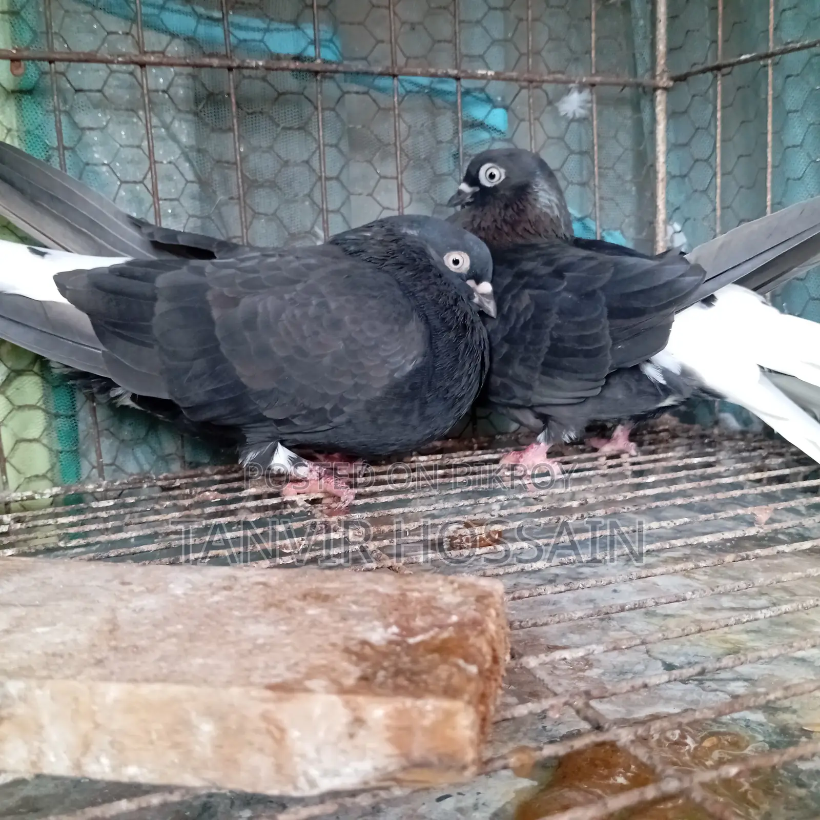 Musaldom Master Pair