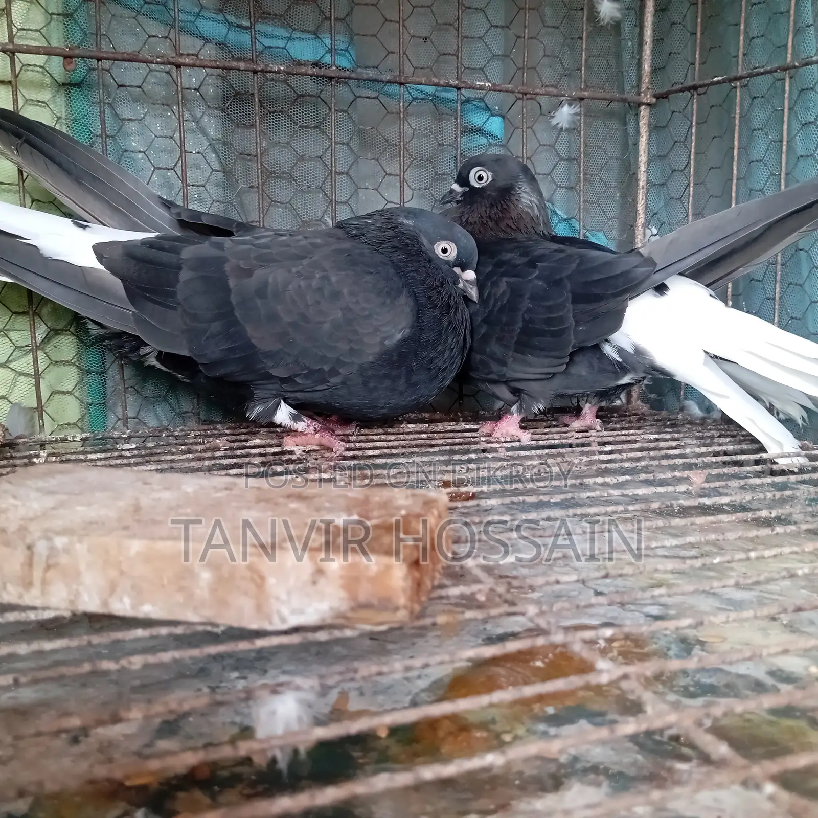 Musaldom Master Pair