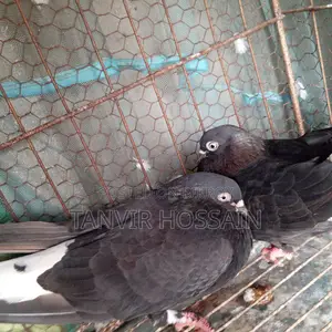 Musaldom Master Pair