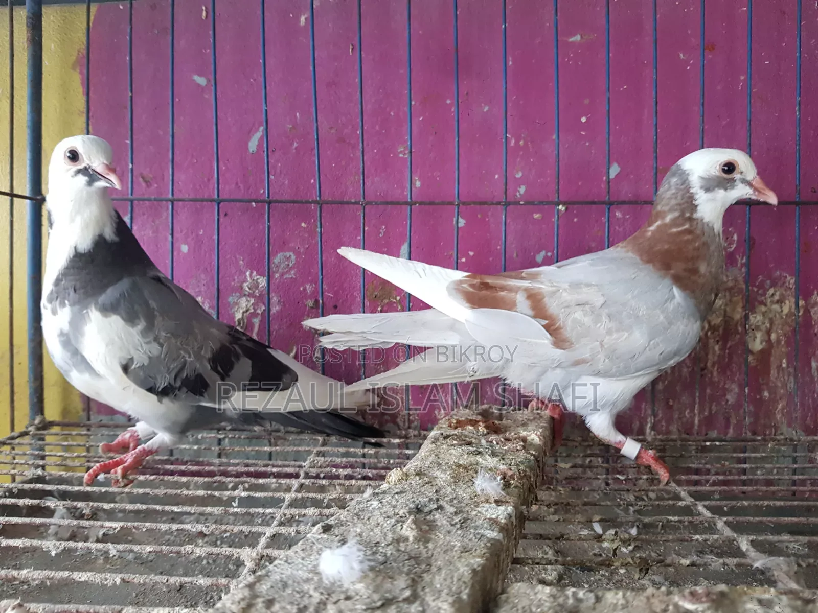 Pigeons for sale