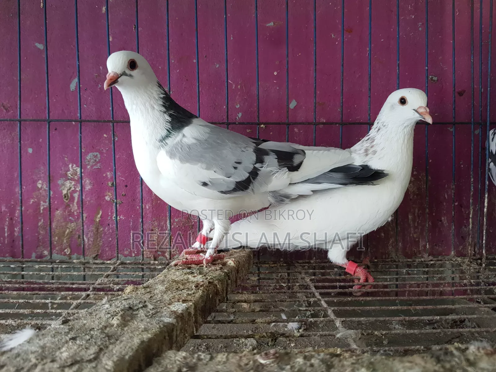 Pigeons for sale