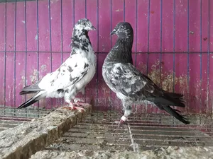 Pigeons for sale