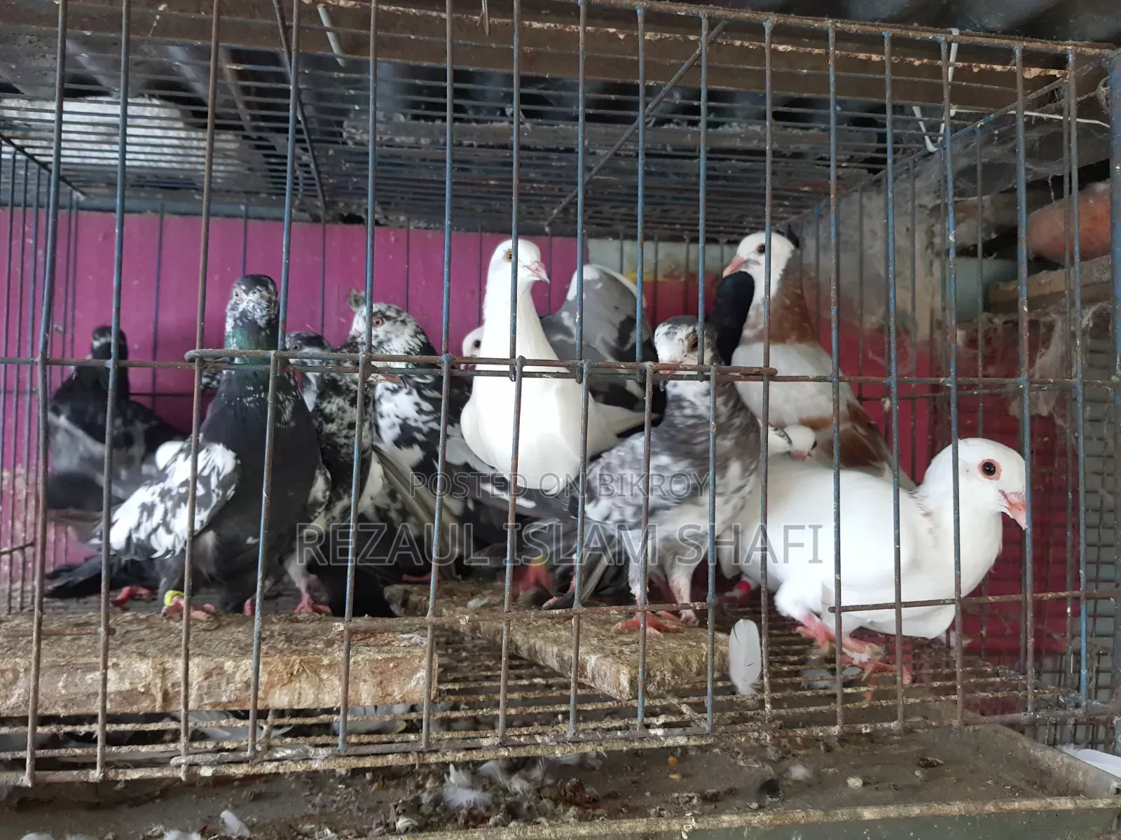 Pigeons for sale