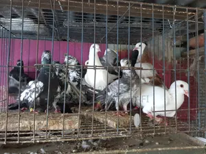 Pigeons for sale