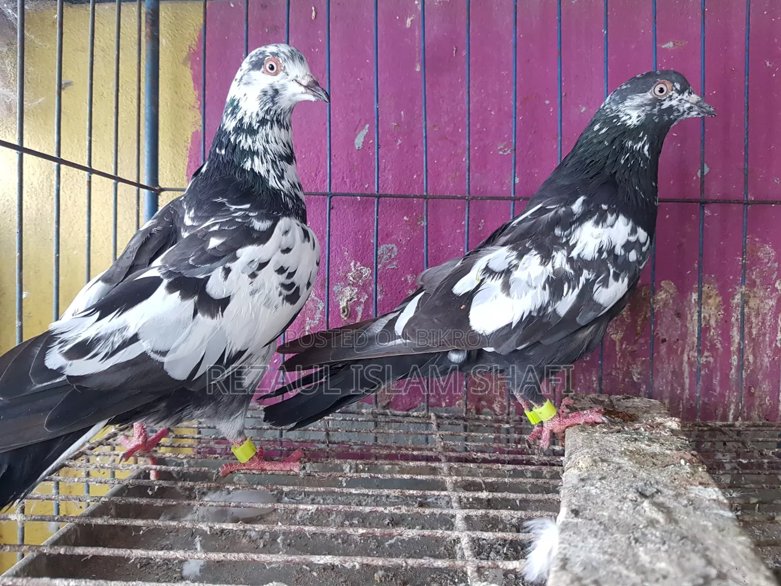 Pigeons for sale