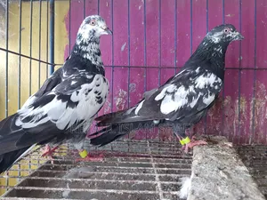 Pigeons for sale