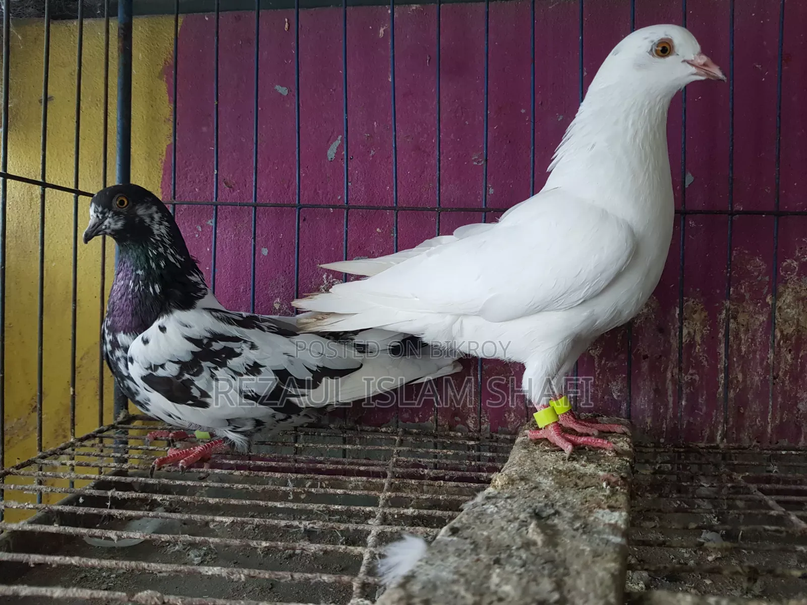 Pigeons for sale