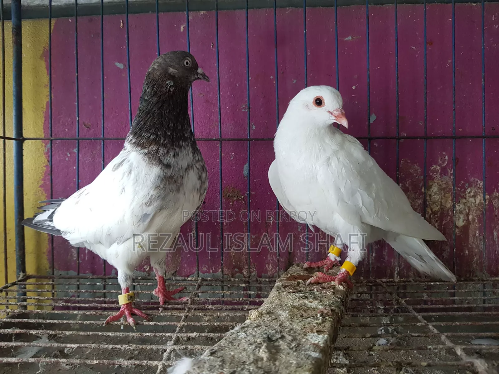 Pigeons for sale