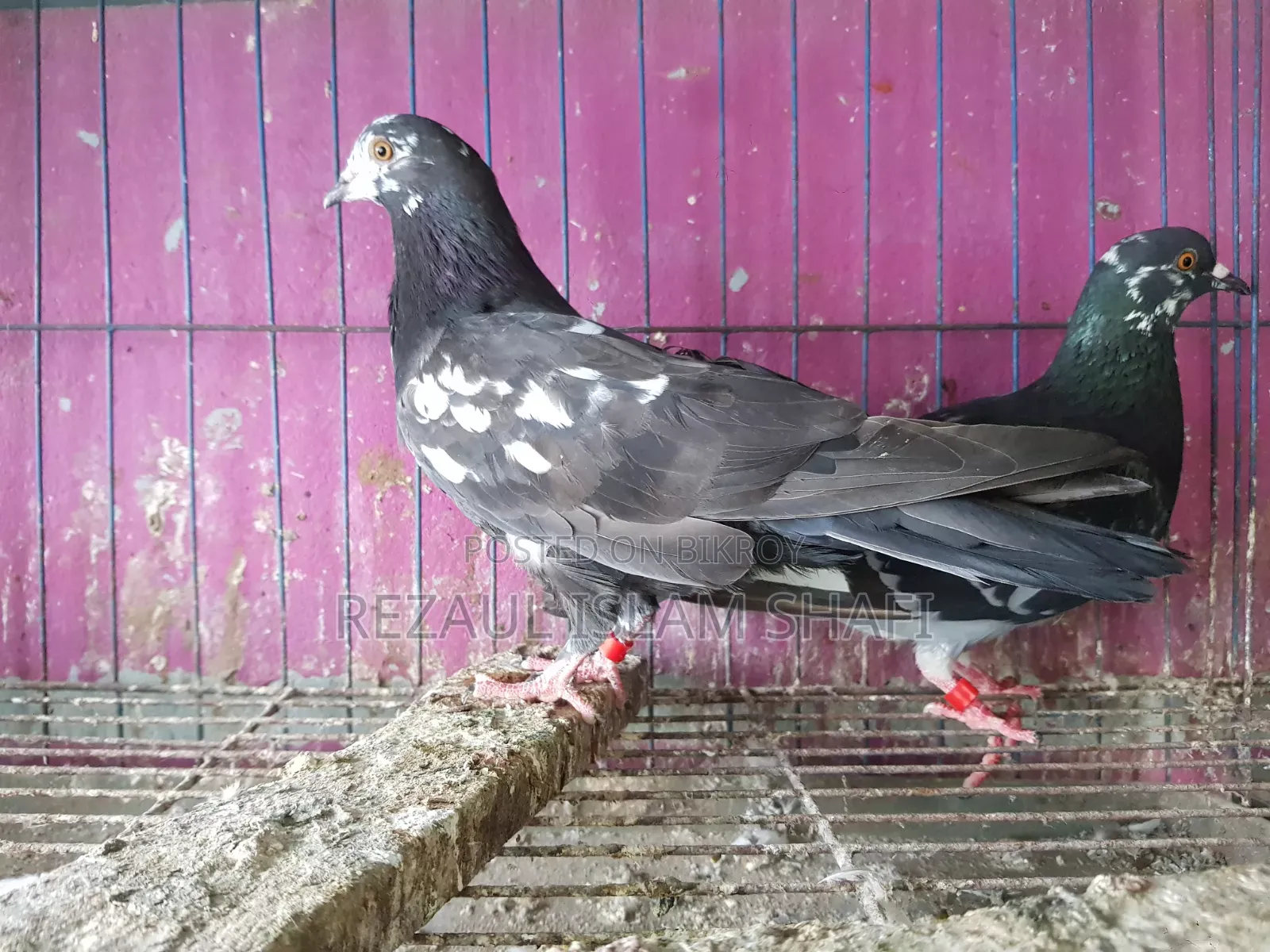 Pigeons for sale