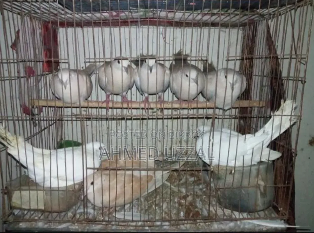 Australian Dove