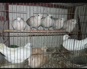 Australian Dove