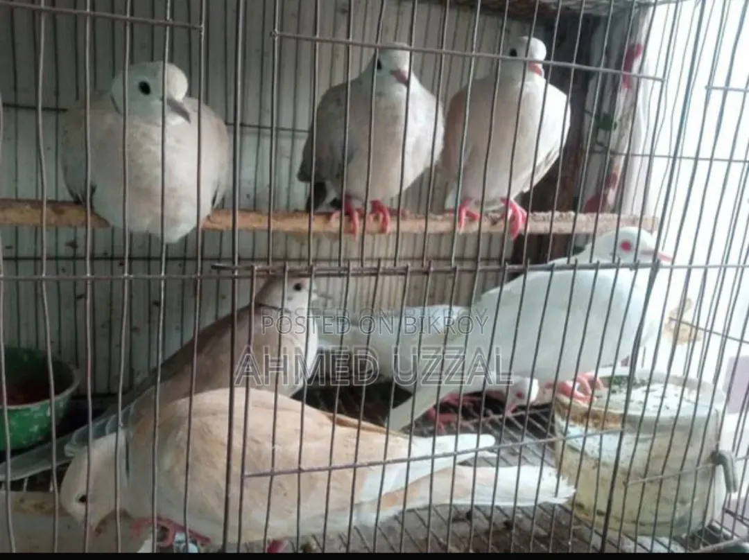 Australian Dove