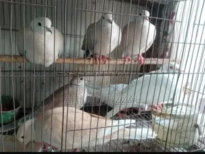 Australian Dove