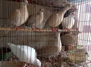 Australian Dove