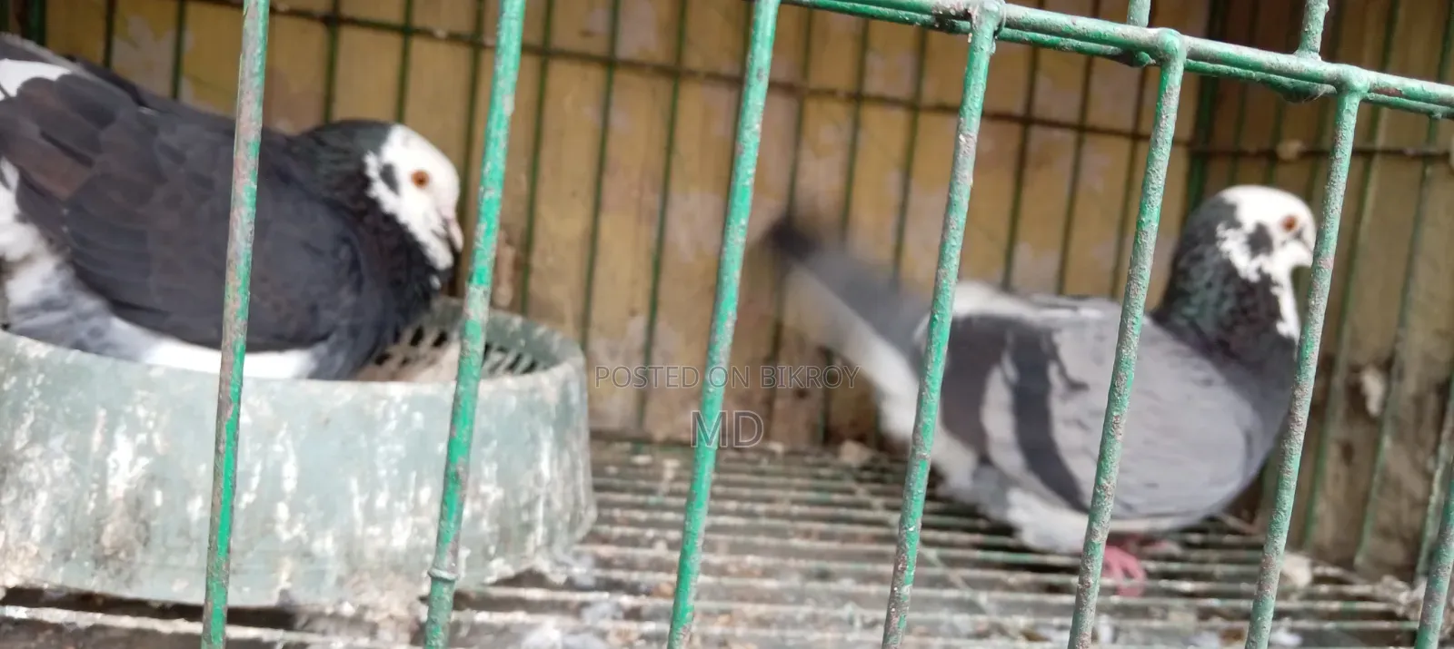 Assalamu Alaikum wa Rahmatullah, selling some good breed pigeons