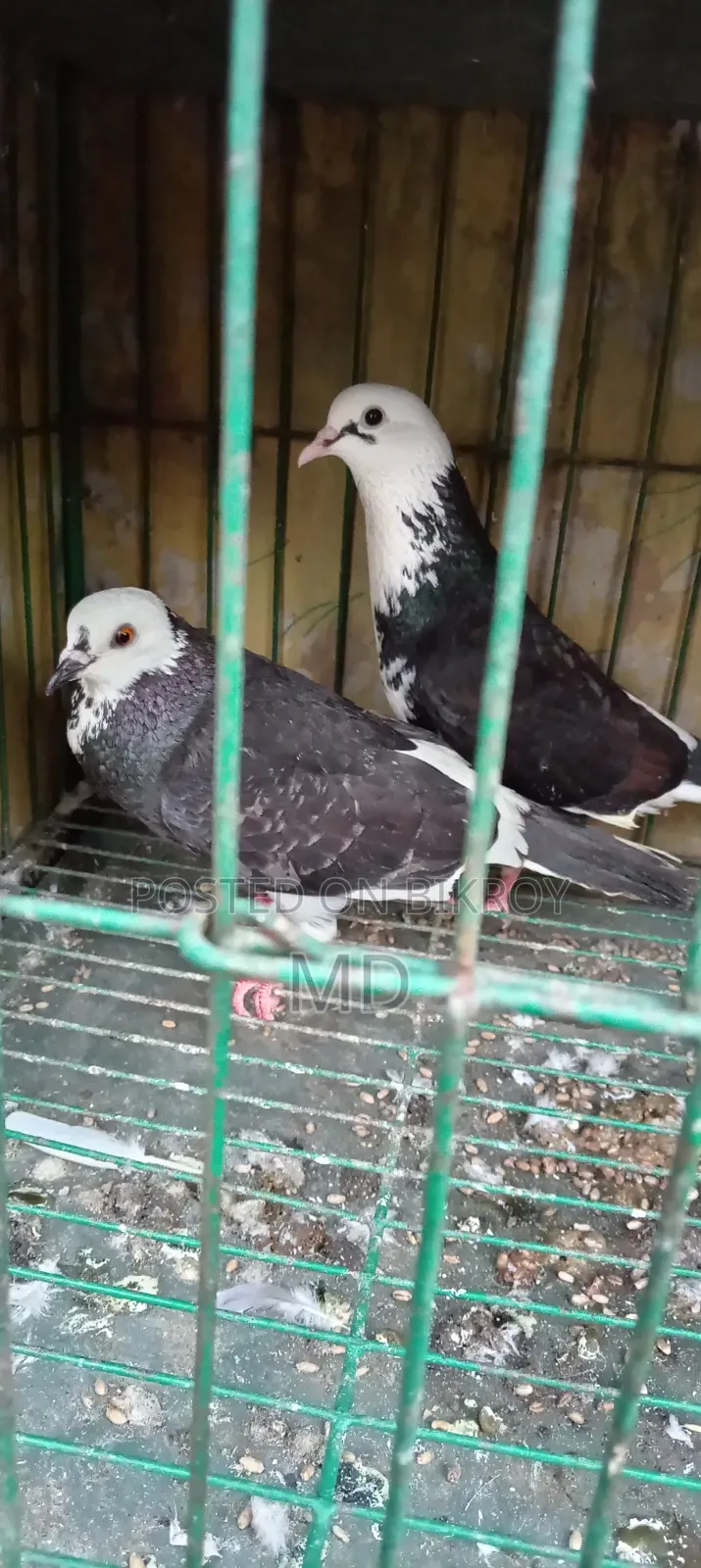 Assalamu Alaikum wa Rahmatullah, selling some good breed pigeons