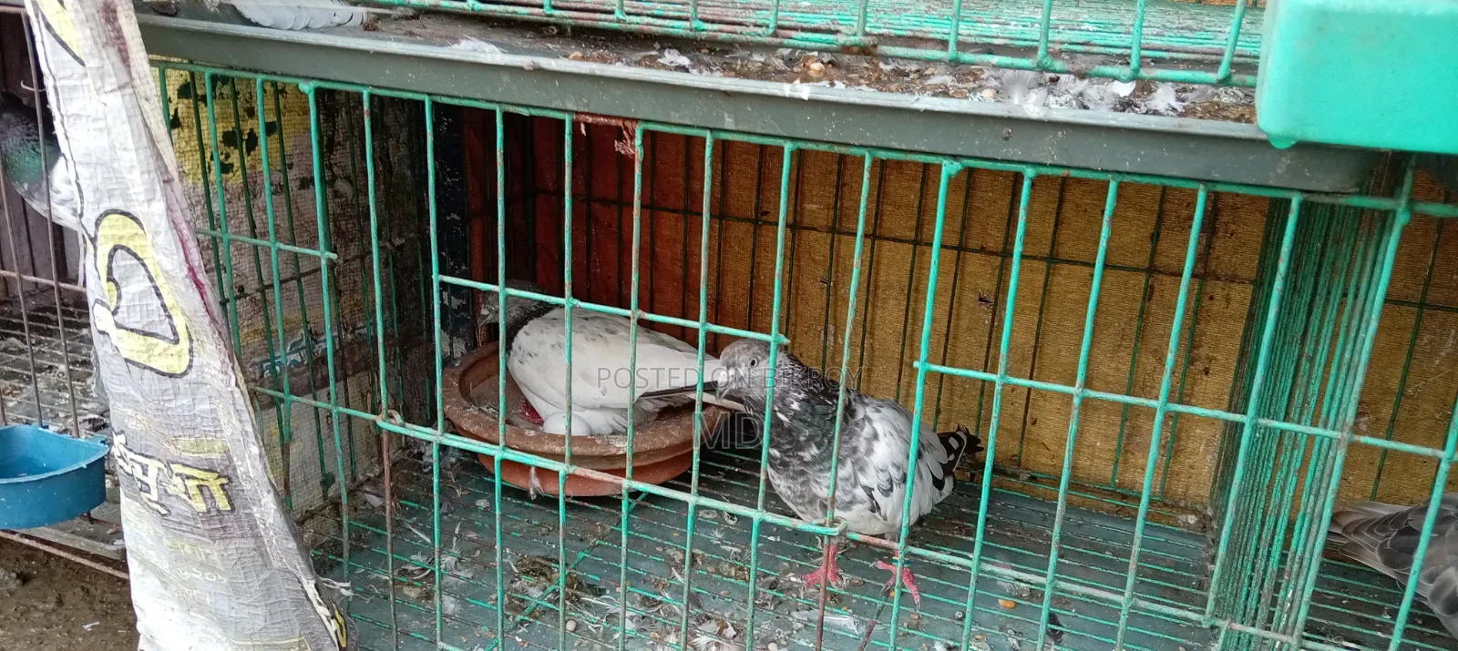 Assalamu Alaikum wa Rahmatullah, selling some good breed pigeons