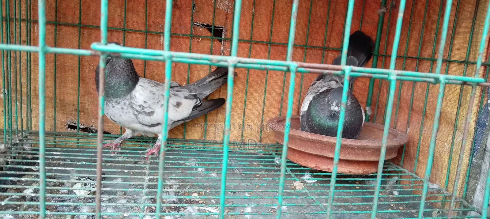 Assalamu Alaikum wa Rahmatullah, selling some good breed pigeons
