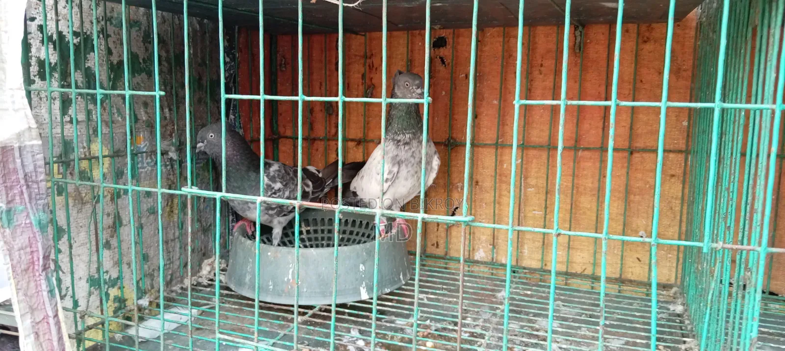Assalamu Alaikum wa Rahmatullah, selling some good breed pigeons