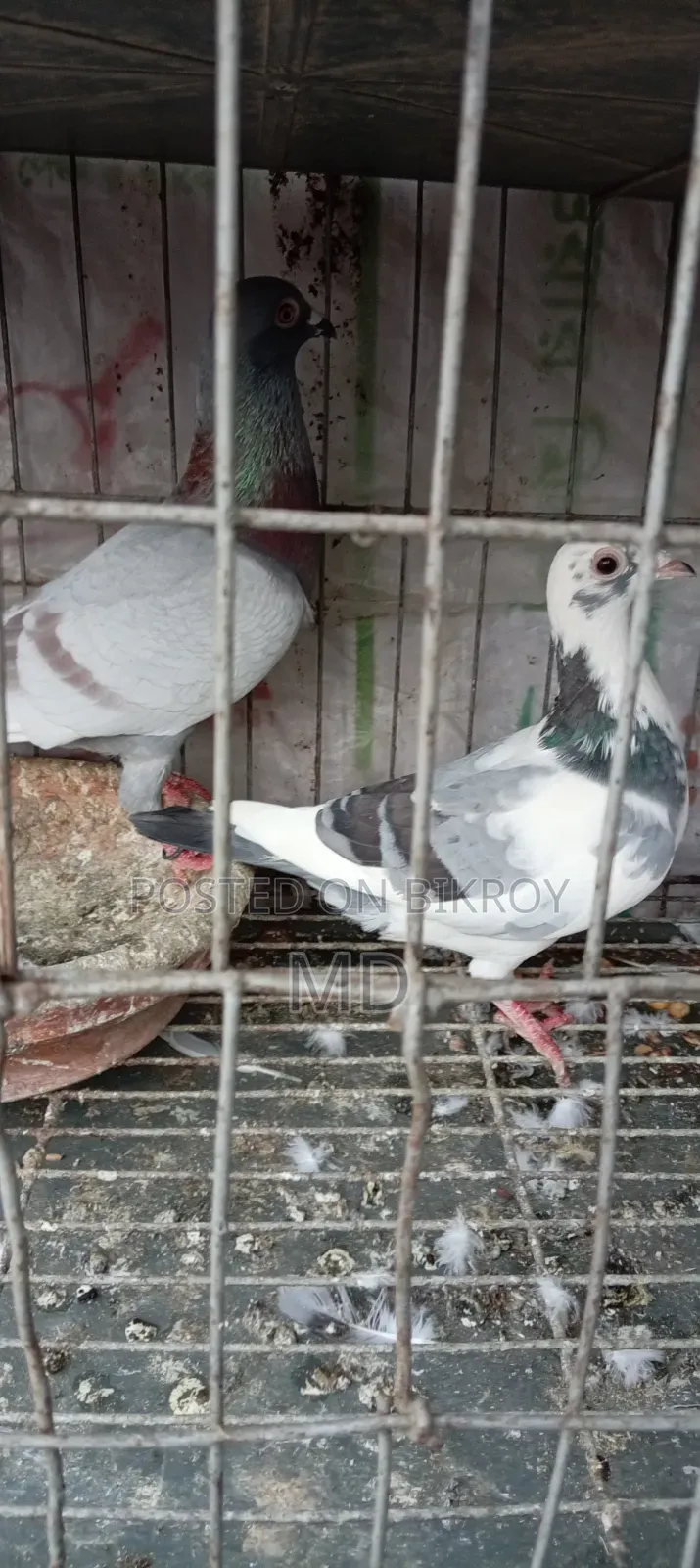 Assalamu Alaikum wa Rahmatullah, selling some good breed pigeons