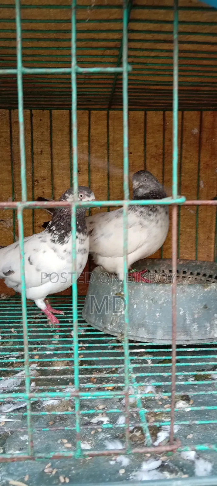 Assalamu Alaikum wa Rahmatullah, selling some good breed pigeons