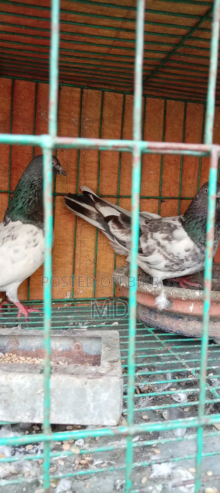 Assalamu Alaikum wa Rahmatullah, selling some good breed pigeons