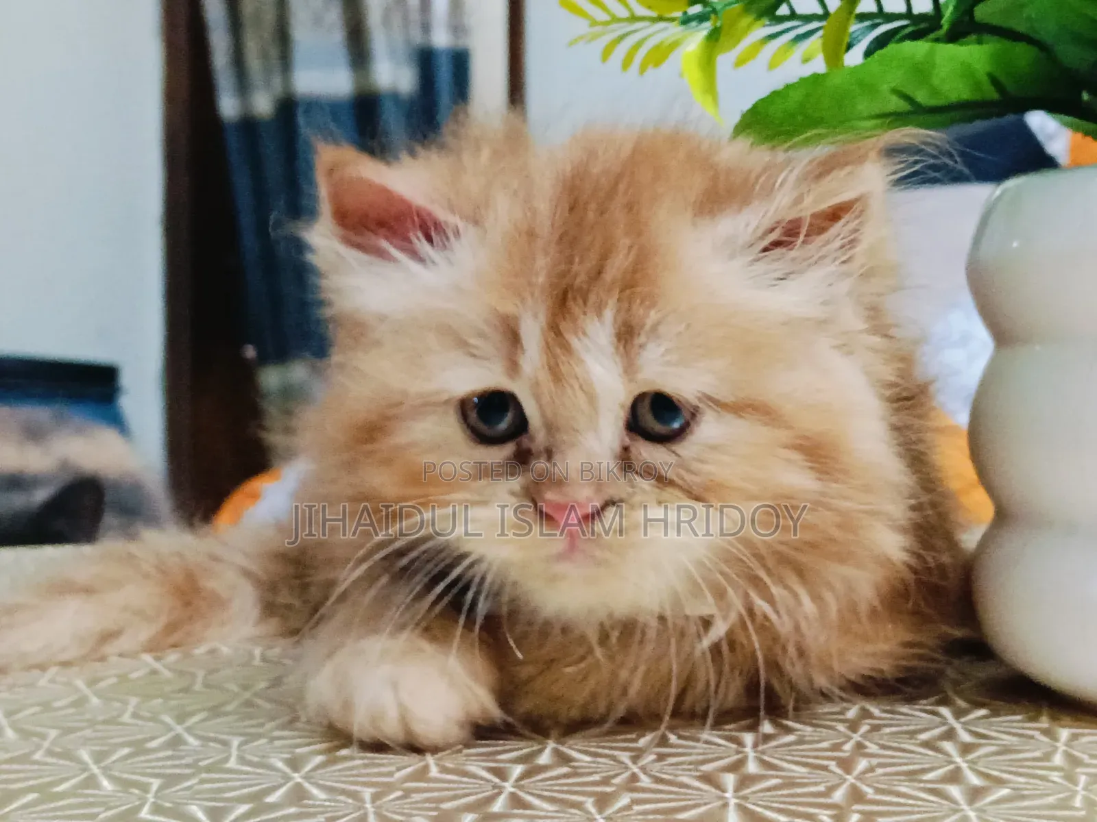 1-3 Months Male Purebred Persian