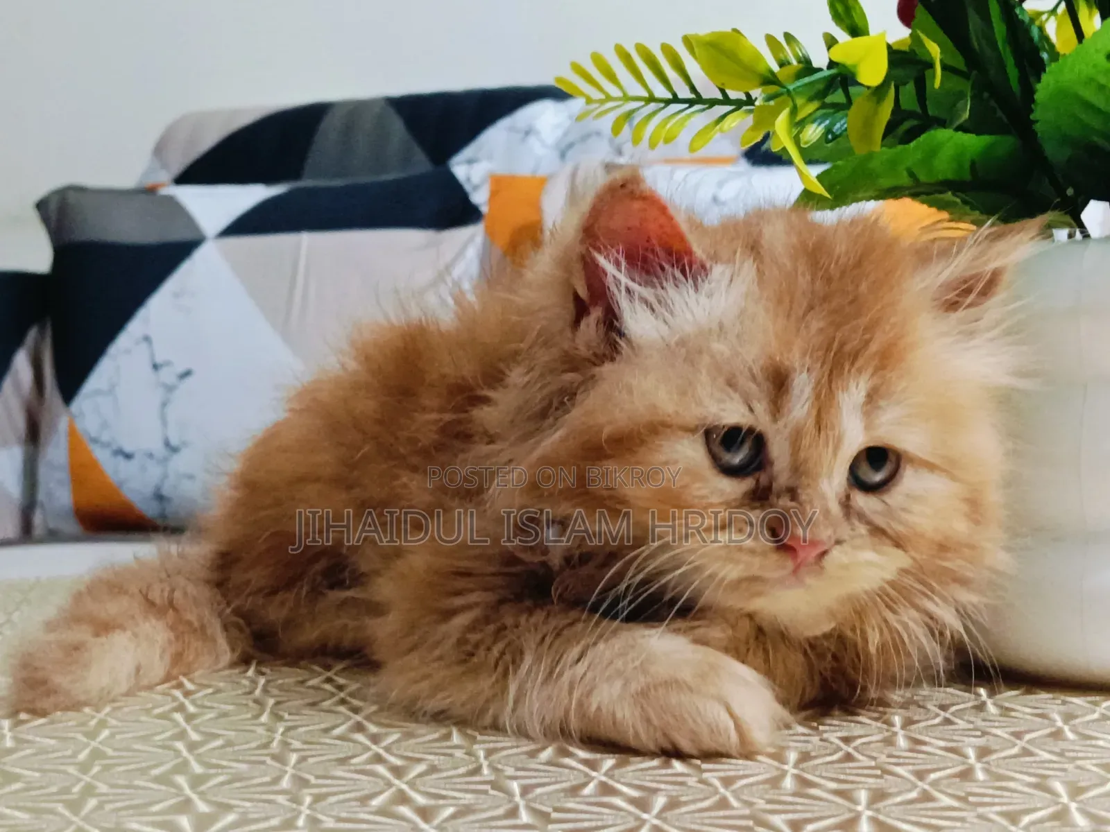 1-3 Months Male Purebred Persian