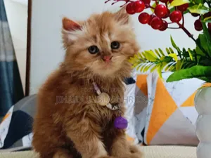 1-3 Months Male Purebred Persian