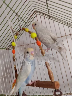 Budgerigar Bird