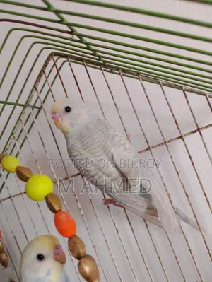 Budgerigar Bird