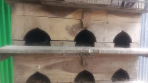 Hand-raised pigeons, 350 each
