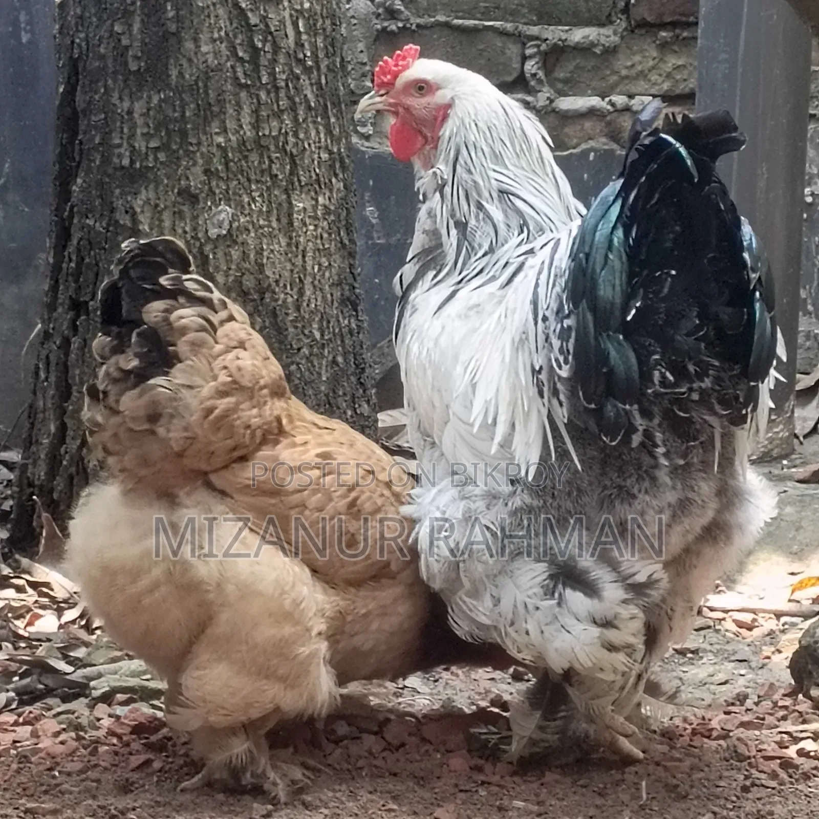 Brahma Rooster and Hen for Sale