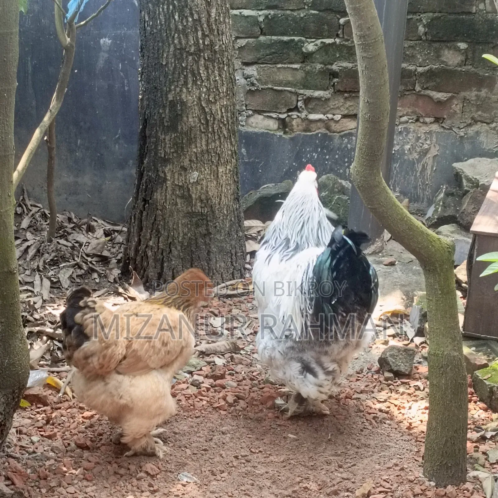 Brahma Rooster and Hen for Sale