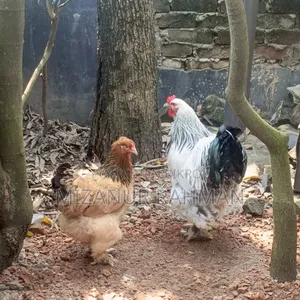 Brahma Rooster and Hen for Sale