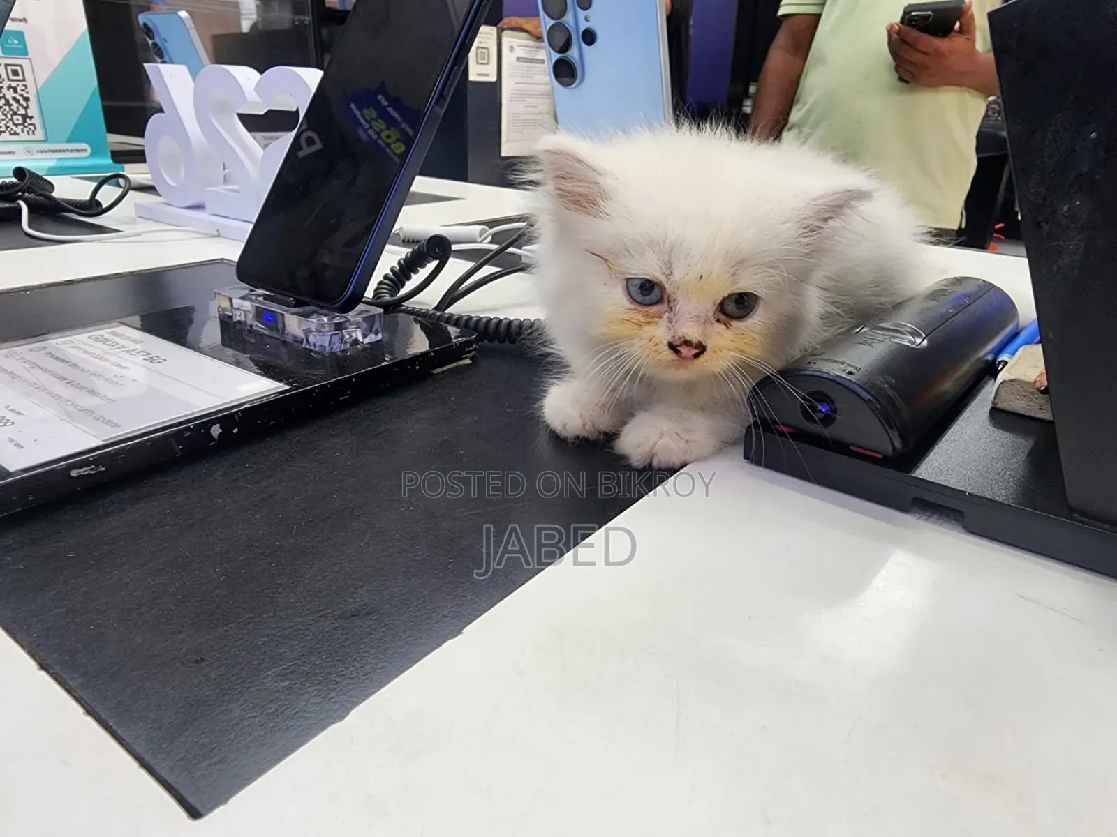 1-3 Months Female Purebred Persian