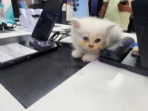 1-3 Months Female Purebred Persian