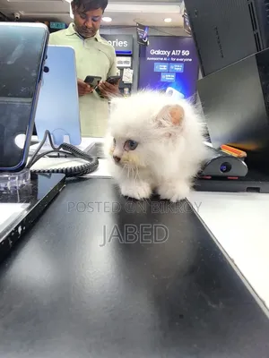 1-3 Months Female Purebred Persian