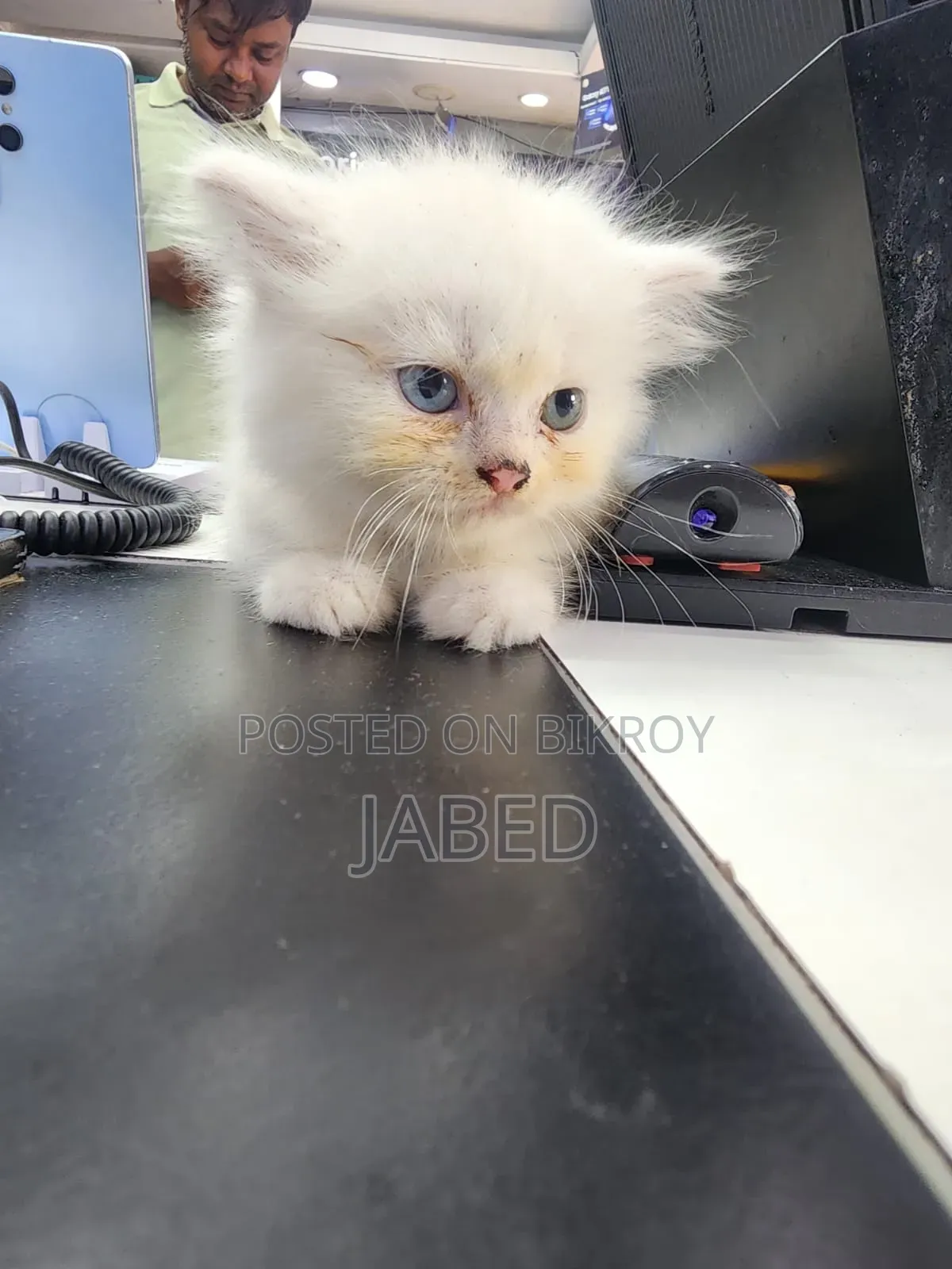 1-3 Months Female Purebred Persian