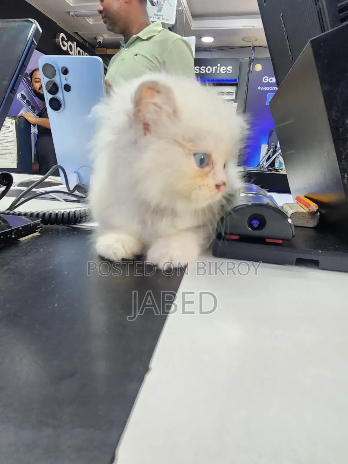 1-3 Months Female Purebred Persian