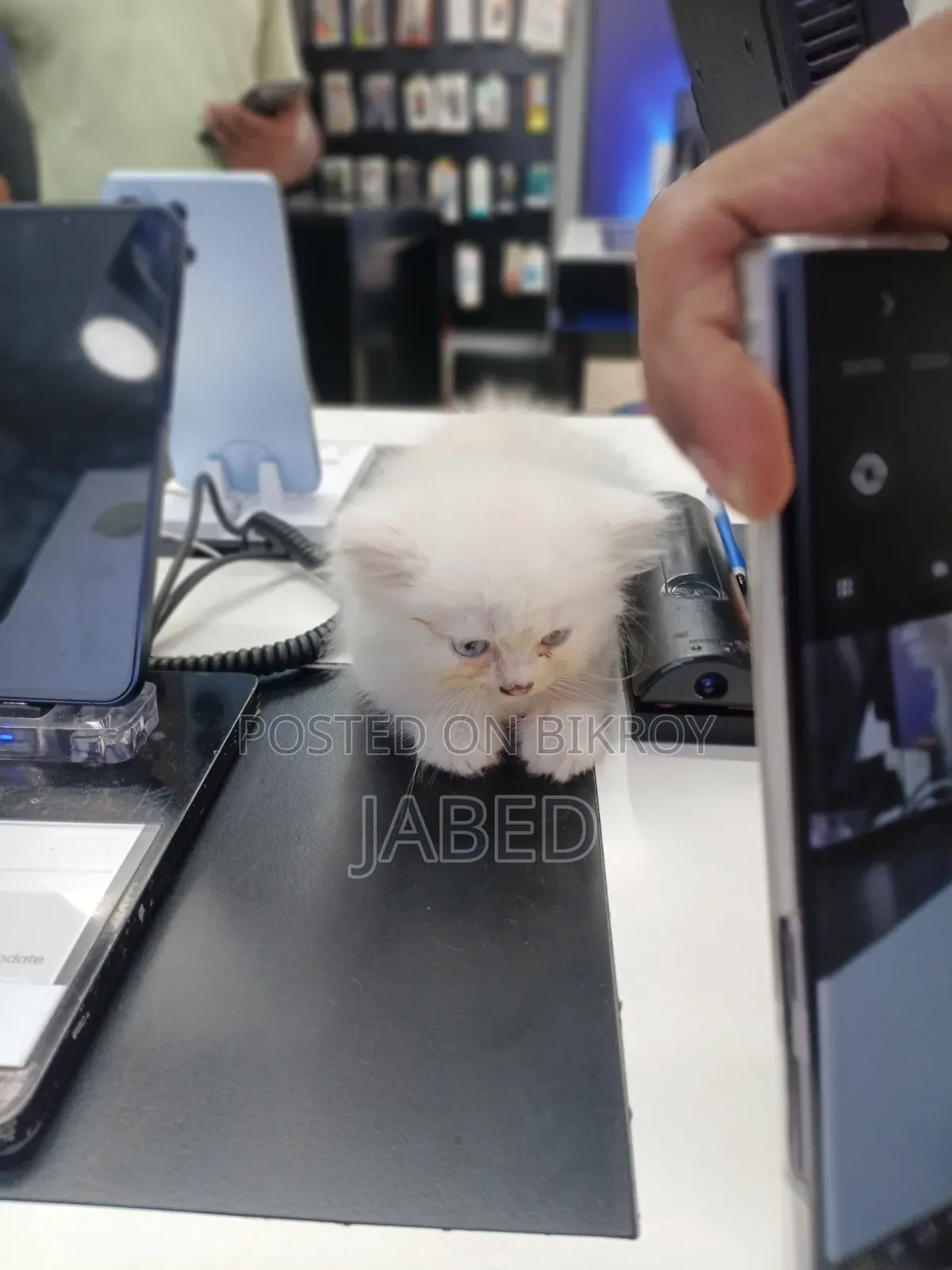 1-3 Months Female Purebred Persian