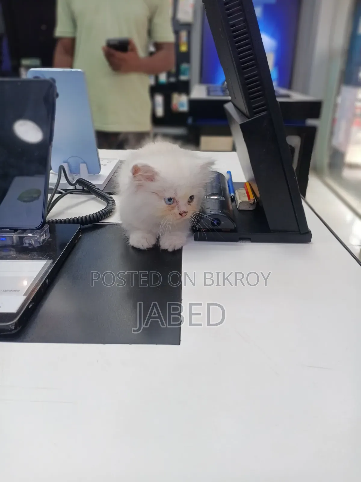 1-3 Months Female Purebred Persian