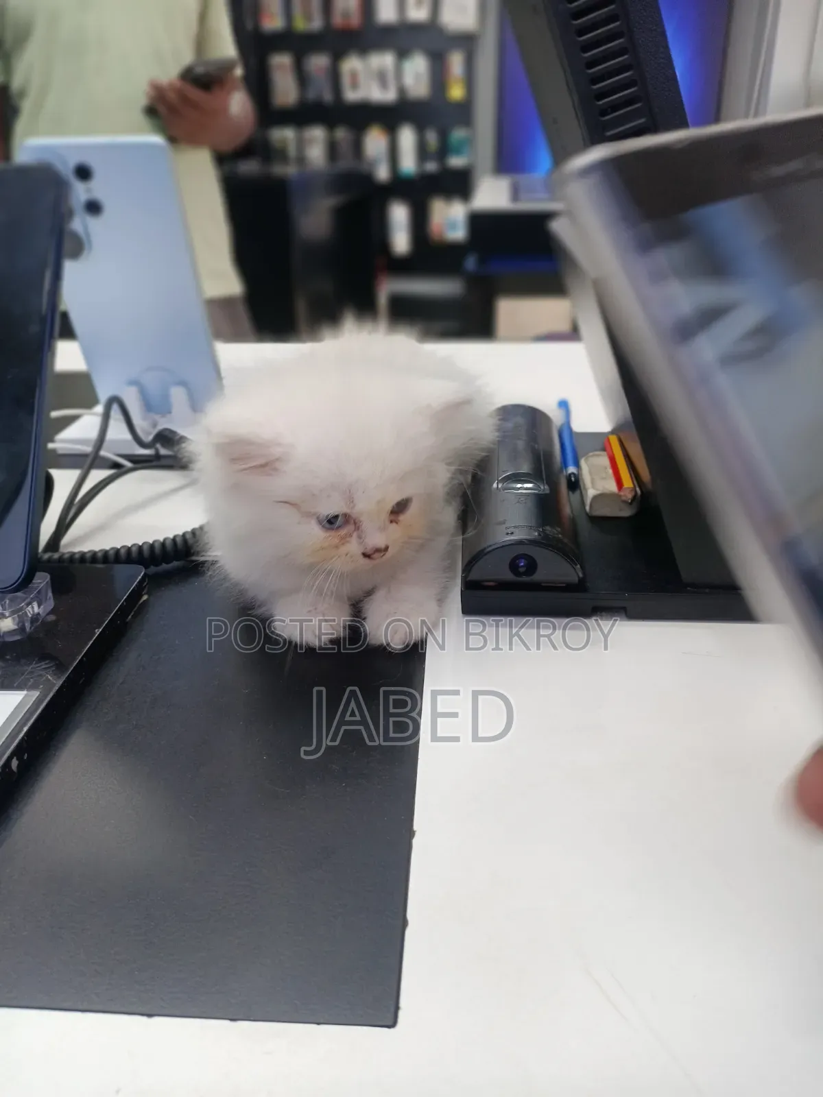1-3 Months Female Purebred Persian