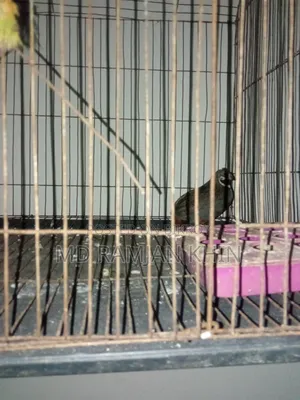 King Quail Bird